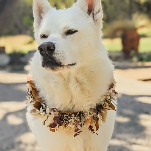 White dog wearing an autumn leaf and flower garland outdoors