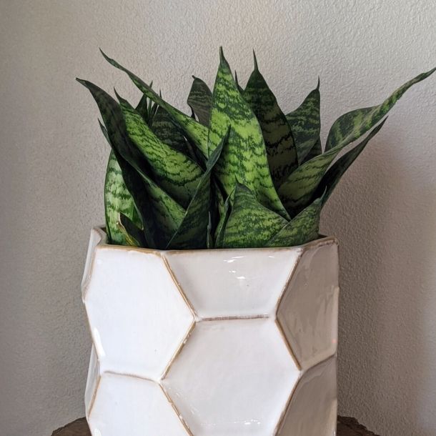 Snake plant (Sansevieria) with variegated green leaves in a white geometric ceramic pot
