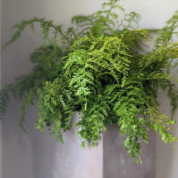 Parsley fern houseplant with lush green fronds in a gray planter