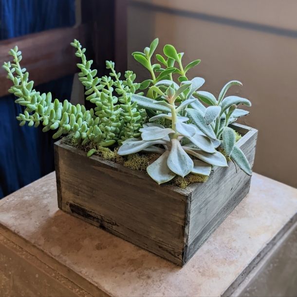 Wooden succulent garden arrangement in a rustic wooden box planter with mixed succulents and moss